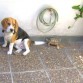 Poseo una tortuga y se llevan muy bien.